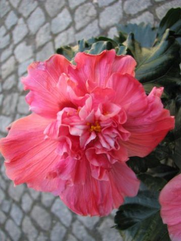 Hibiscus sinensis - ibišek pokojový, 4denní, plnokvětý
