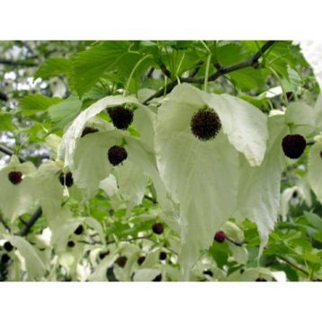 Davidia involucrata