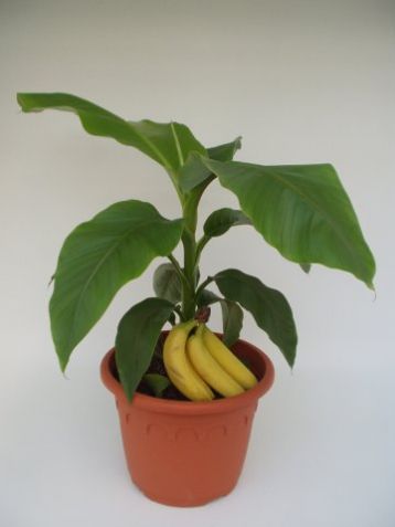 Musa basjoo - mrazuvzdorný banán