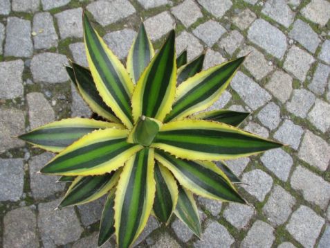 Agave lophantha quadricolor, goshikibandai