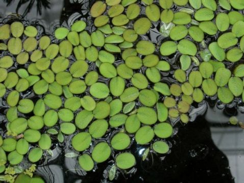 Salvinia natans