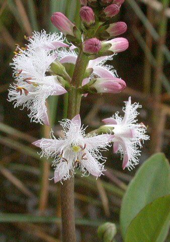 Menyanthes trifoliata