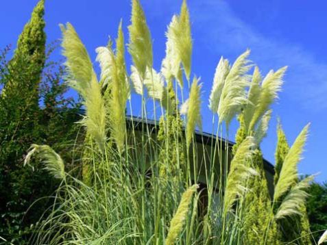 Cortaderia selloana "golden fantasy" - pampová tráva