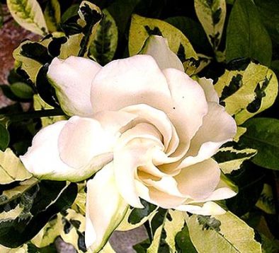 Gardenia jasminoides variegata - gardénie panašovaná