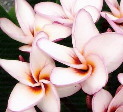Plumeria "diamond "("jee ped")