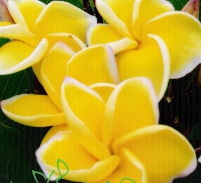 Plumeria "siri mongkol yellow"