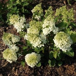 Hydrangea paniculata "silver dollar"