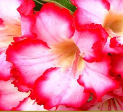 Adenium obesum "jaw kun" - pouštní růže