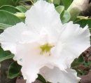 Adenium obesum "white angel"