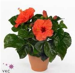 Hibiscus sinensis longlife yupl "asian ruby"