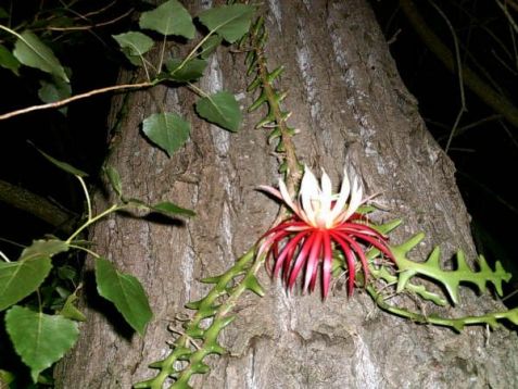 Cryptocereus antonianus
