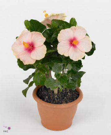 Hibiscus sinensis longlife yupla "celebrate wedding" - 4denní ibišek