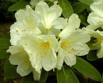 Rhododendron "goldfort"