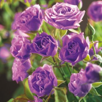 Rosa "veilchenblau" - popínavá růže