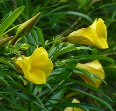 Thevetia peruviana, lucky nut, yellow oleander