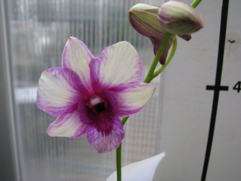 Dendrobium hybrid no.8