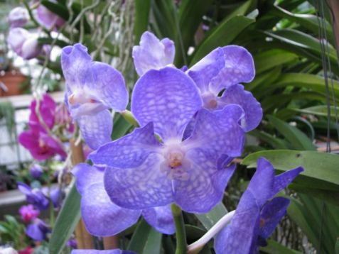Vanda hybrid no.6