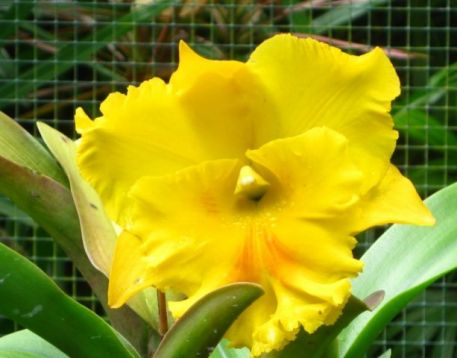Cattleya hybrid "hadyai bangprom"