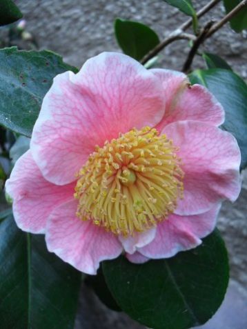 Japanese camellia. Higo "mikuni - no - homare"