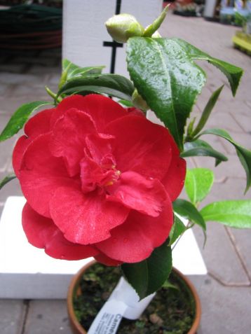Camellia "konronkoku"