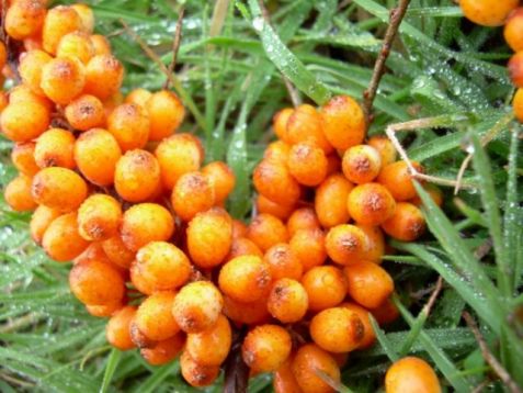 Hippophae rh. "hergo" - rakytník řešetlákový, odrůdový