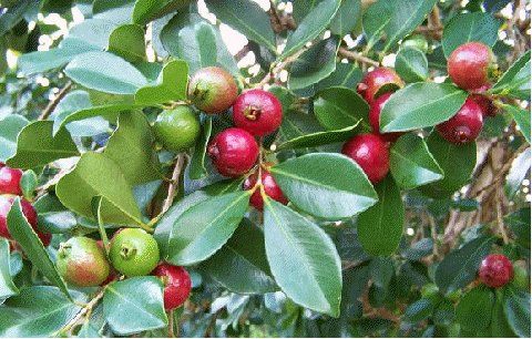 Psidium cattleianum - psídium, jahodový stromek