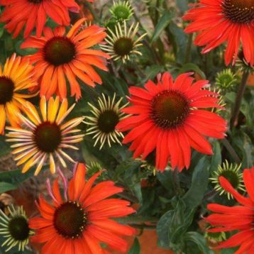 Echinacea purpurea "hot summer" - třapatka