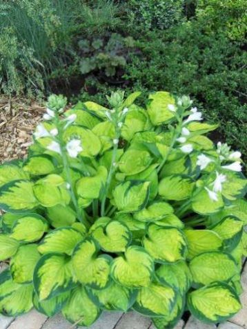 Hosta "rainforest sunrise" - bohyška