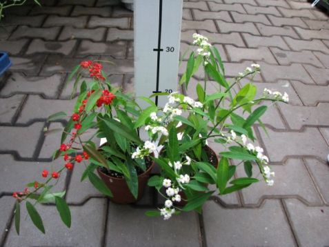 Euphorbia fulgens