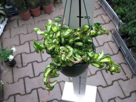 Hoya carnosa "lura lei"
