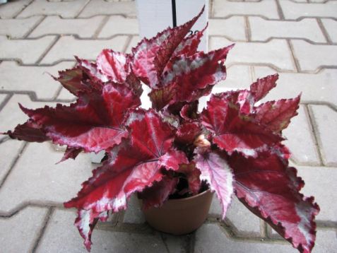 Begonia "spitfire" - listová begonie