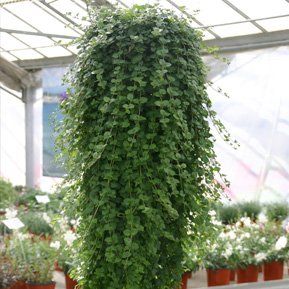 Satureja douglasii -indiánská máta, yerba buena