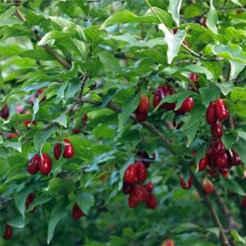 Cornus mas "golden glory"