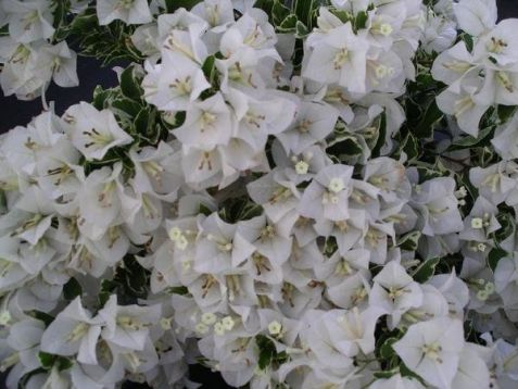 Bougainvillea "white stripe" - bugenvilea