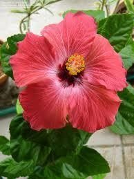 Hibiscus sinensis "painted lady" - ibišek pokojový