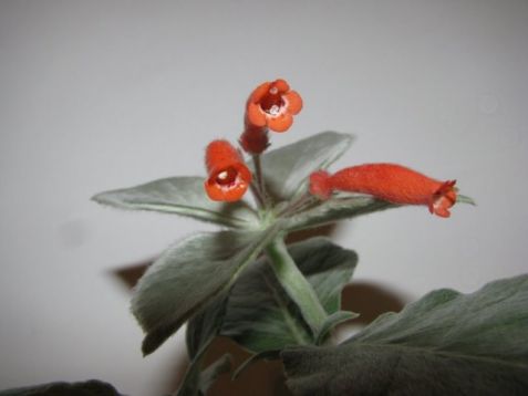 Sinningias leucotricha