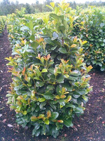 Prunus laurocerasus "etna"