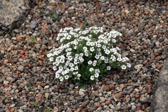 Gypsophila cerastioides- šáter, nevěstin závoj plazivý