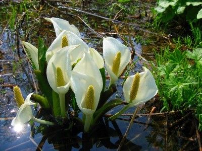 Lysichiton kamtschatcensis