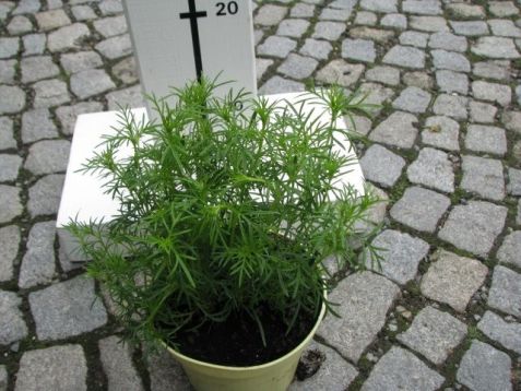 Tagetes filifolia - aksamitník, nepravá lékořice