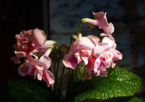 Streptocarpus "sultan"
