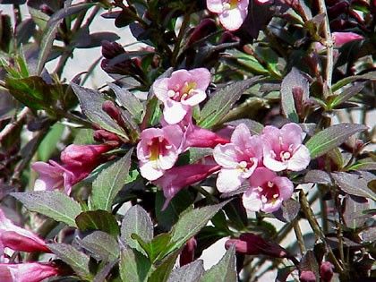 Weigelia florida purpurea