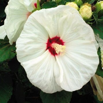 Hibiscus moscheutos "old yella" - ibišek bahenní