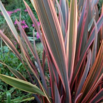 Phormium tenax "sundowner"