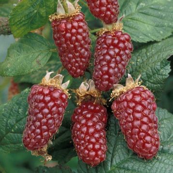 Rubus "tayberry buckingham" - malinoostružina