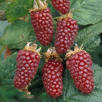 Rubus "tayberry buckingham"