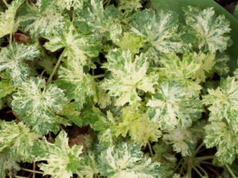 Heuchera "snow storm"