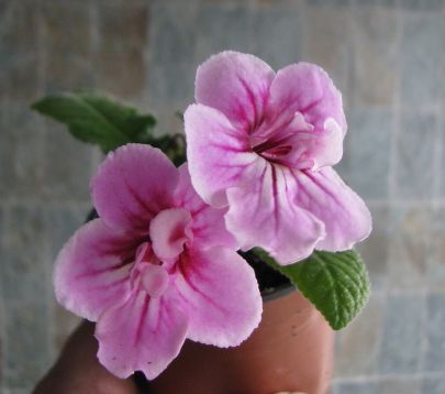 Streptocarpus "ribbon candy"