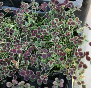 Trifolium repens "purpurascens" - jetel plazivý