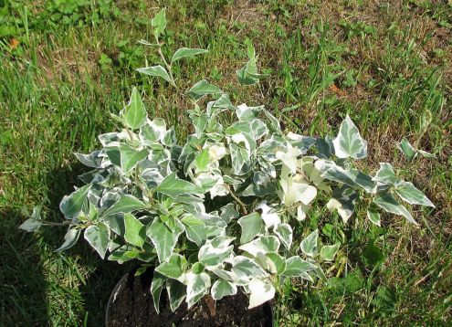 Hedera helix "little diamond"